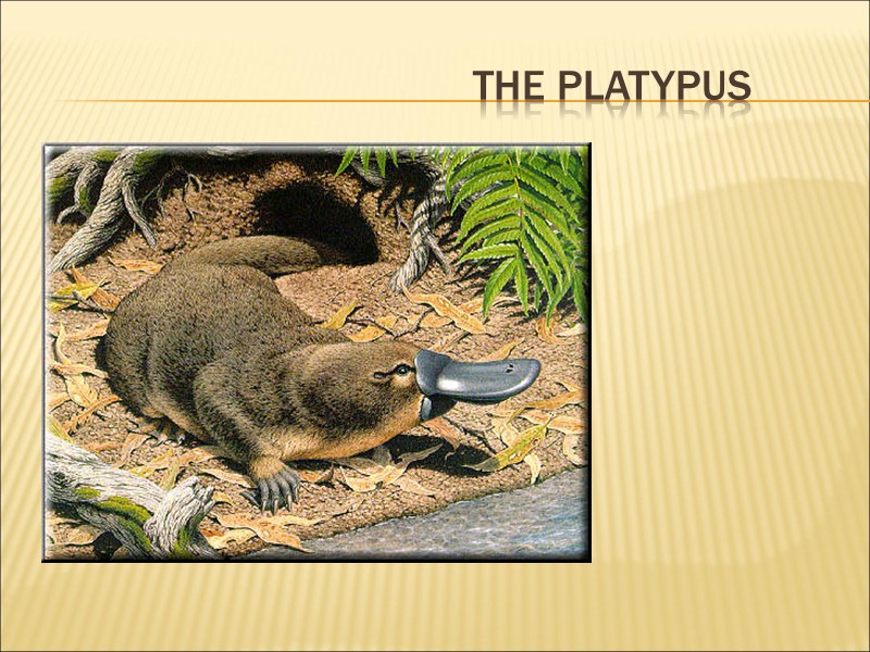 the platypus